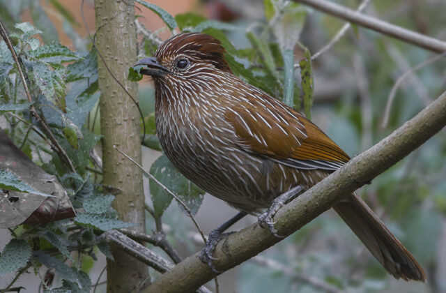 Striated Laughingthrush