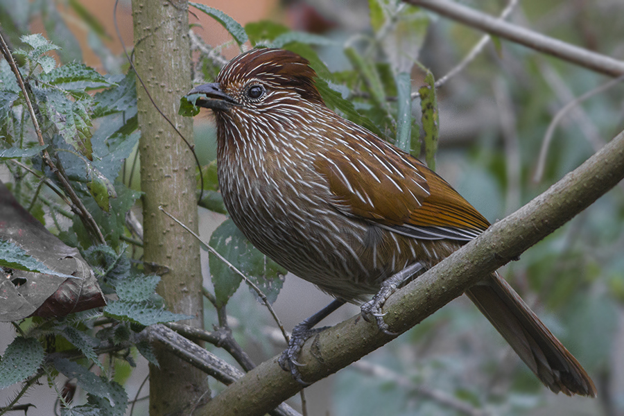 Striated Laughingthrush