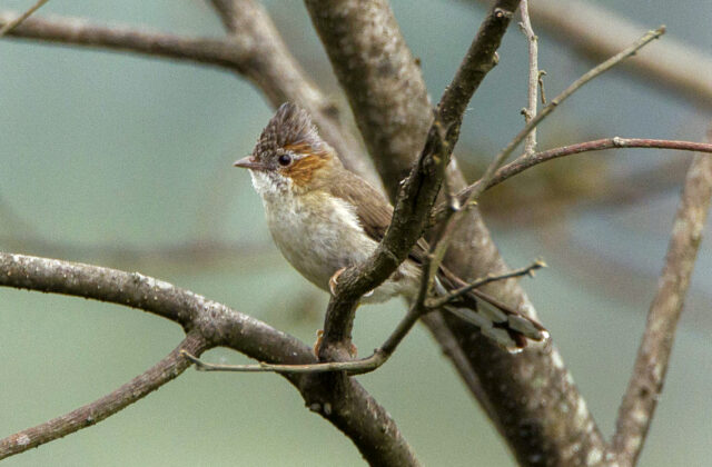 Striated Yuhina