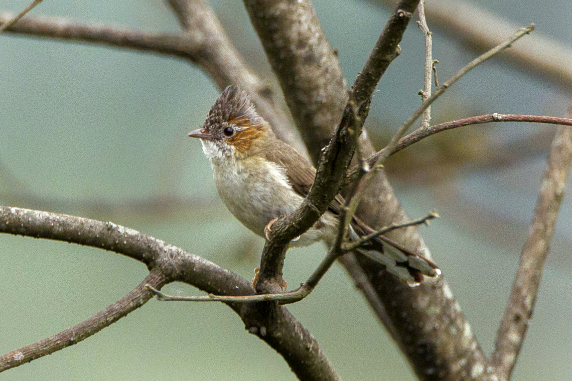 Striated Yuhina