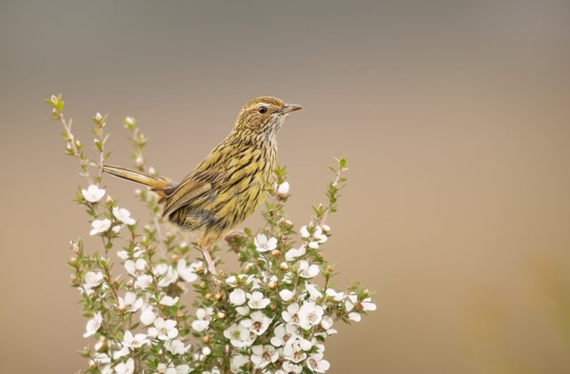 Striated Fieldwren