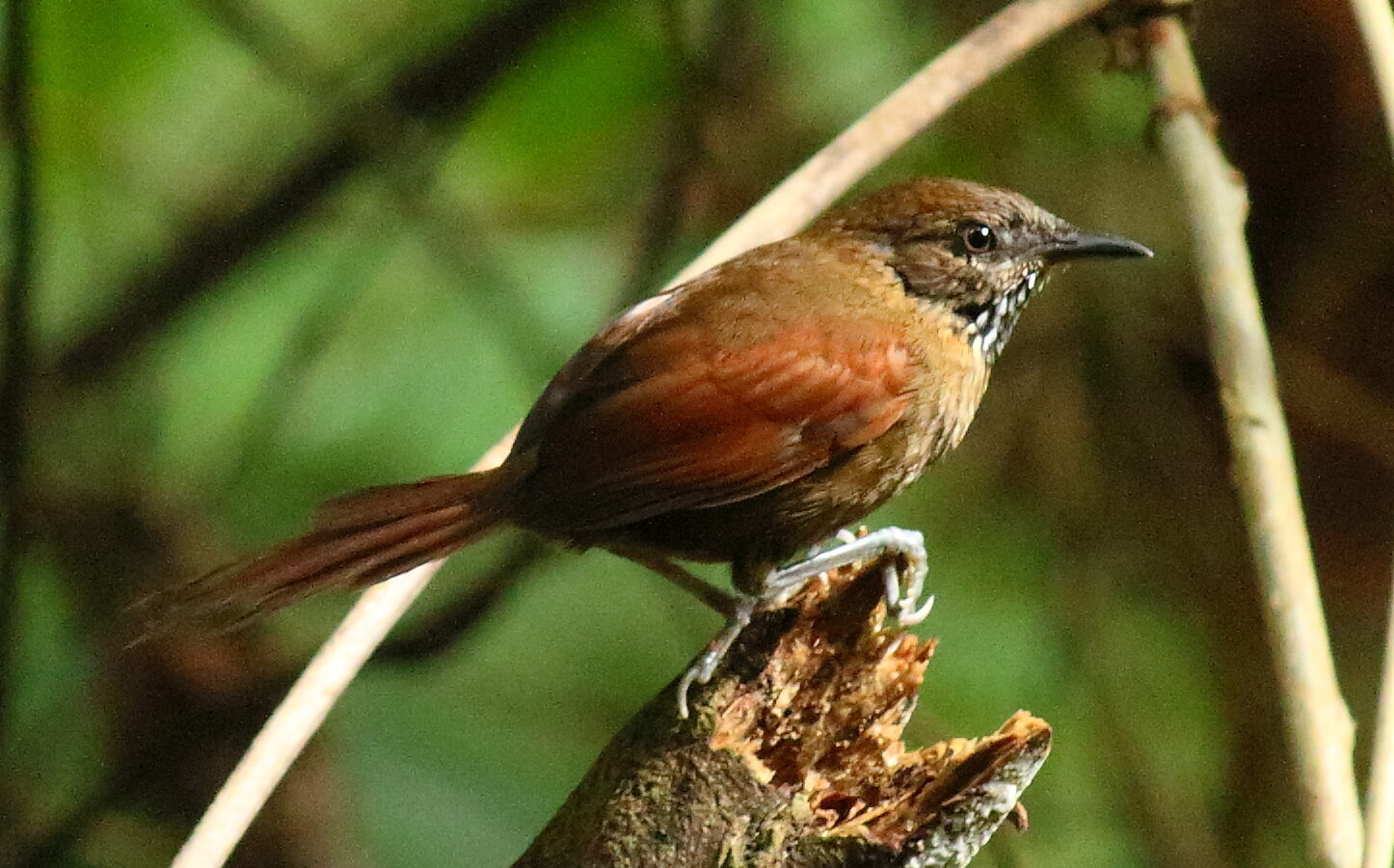 Stripe-breasted Spinetail