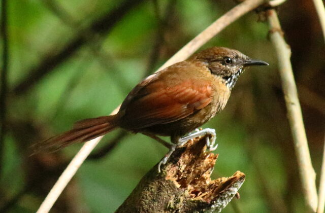 Stripe-breasted Spinetail