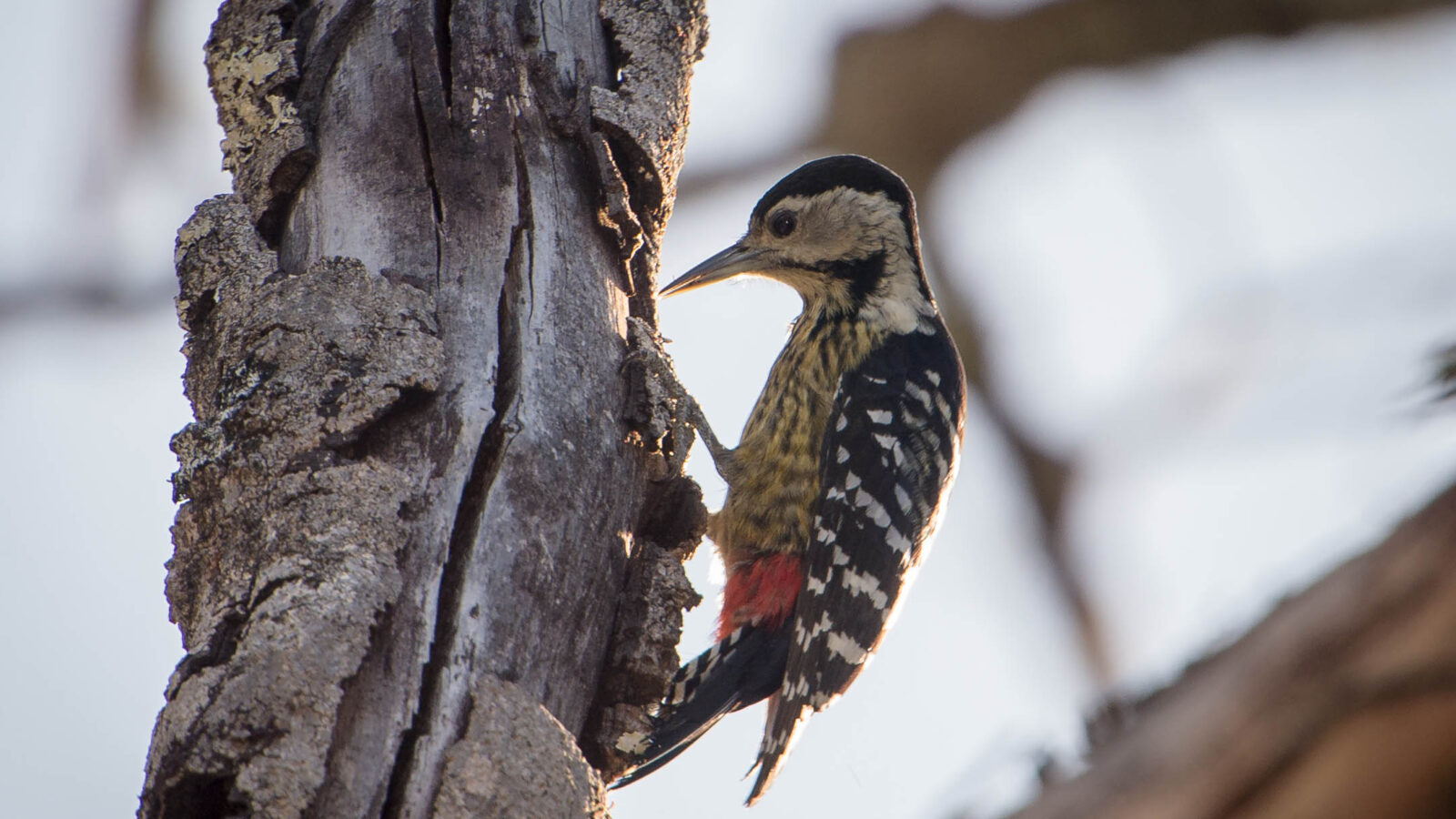 Stripe-breasted Woodpecker