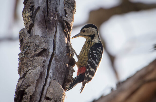 Stripe-breasted Woodpecker