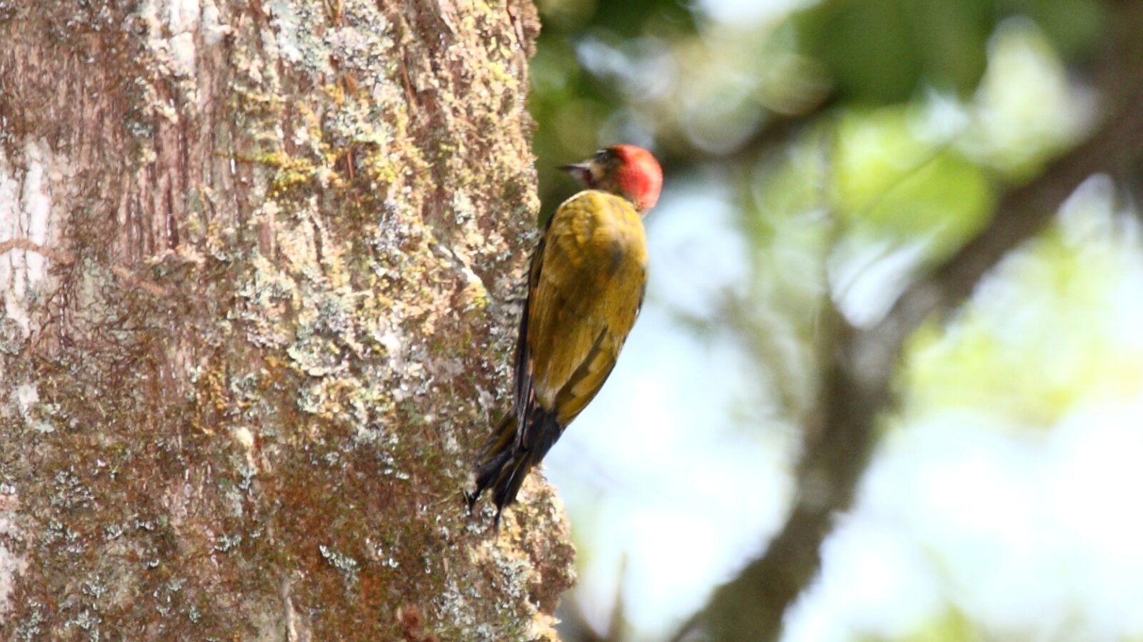 Stripe-cheeked Woodpecker