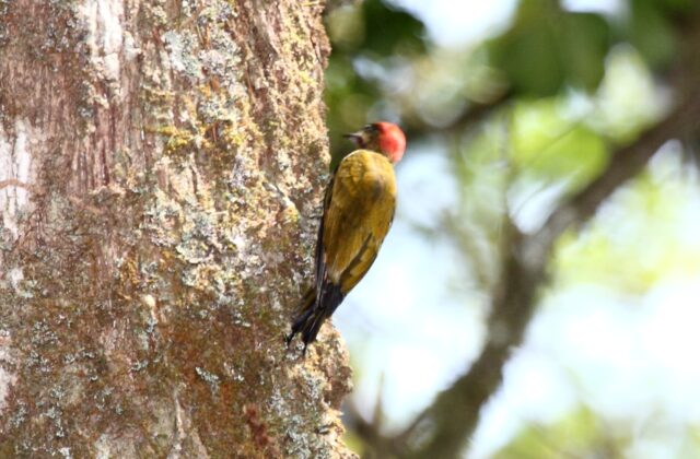 Stripe-cheeked Woodpecker