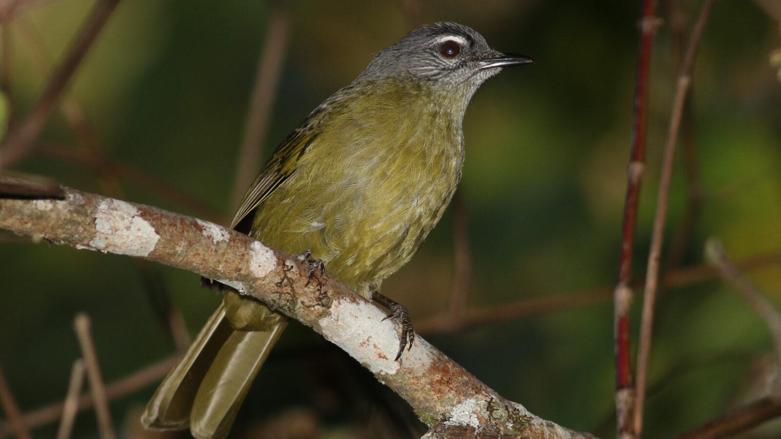 Stripe-cheeked Greenbul