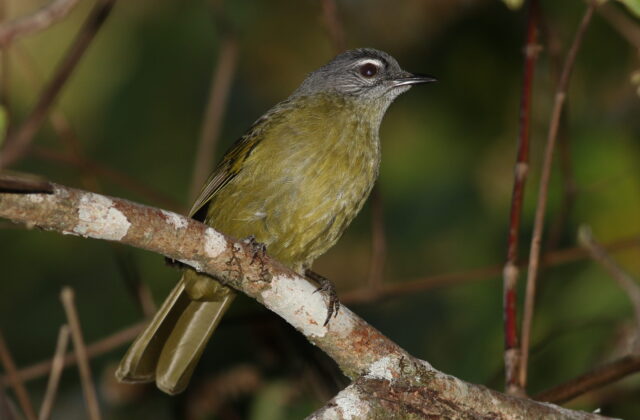 Stripe-cheeked Greenbul