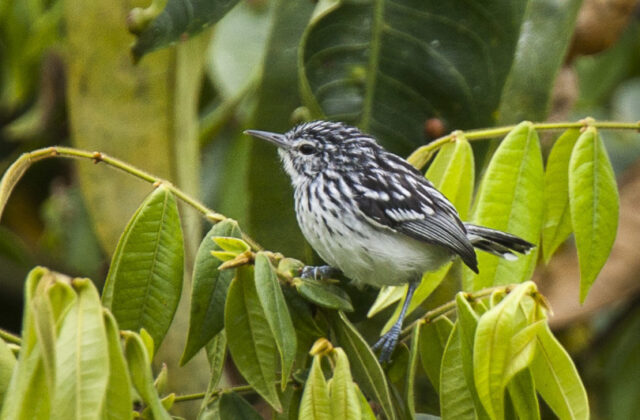 Stripe-chested Antwren