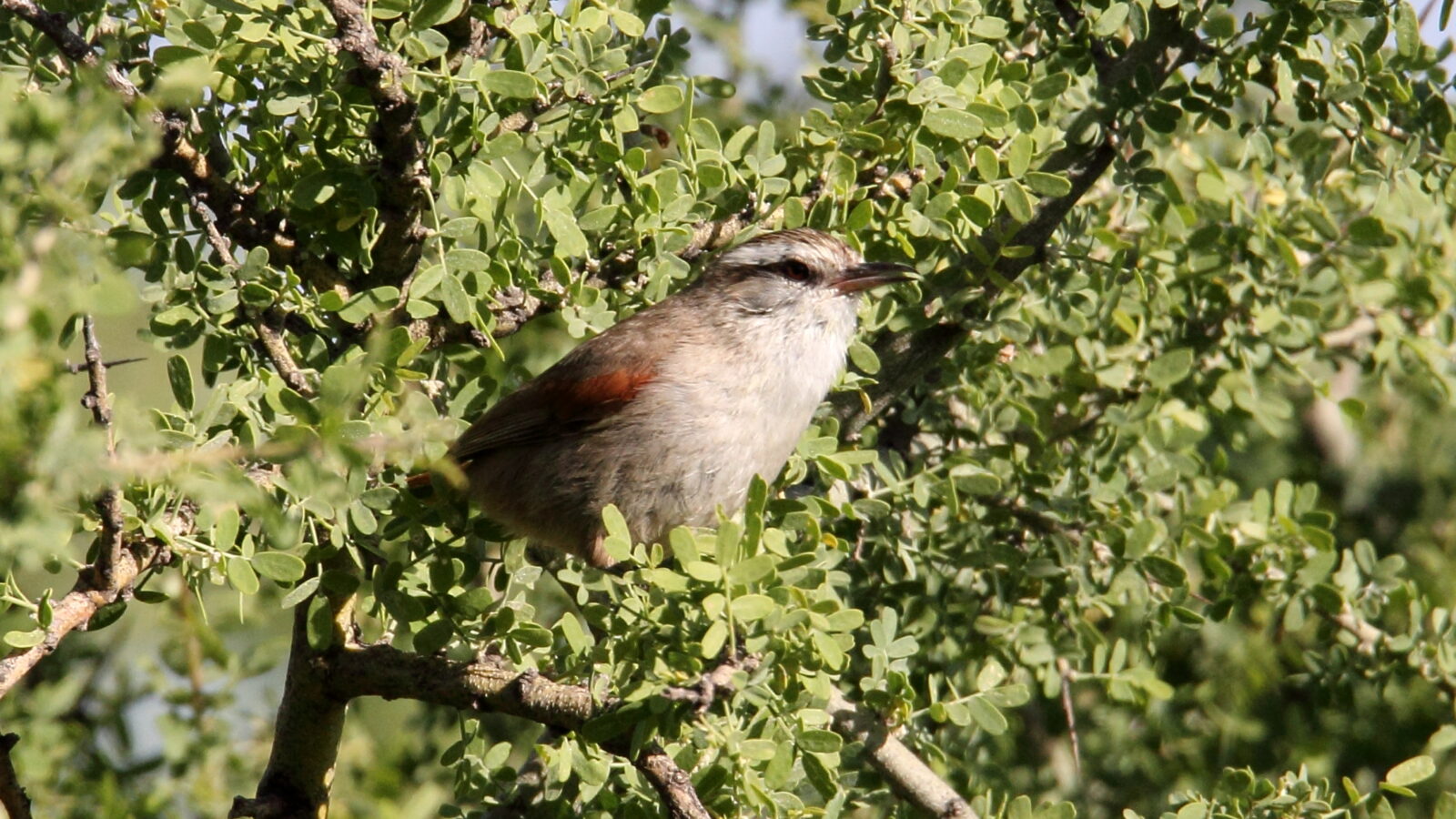 Stripe-crowned Spinetail