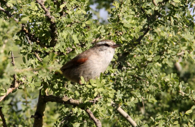 Stripe-crowned Spinetail