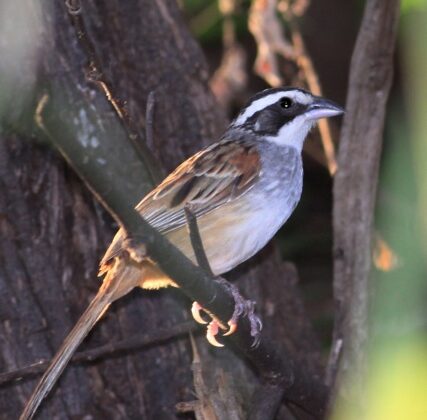 Stripe-headed Sparrow