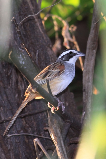 Stripe-headed Sparrow