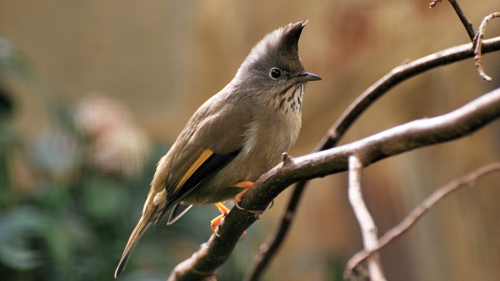 Stripe-throated Yuhina