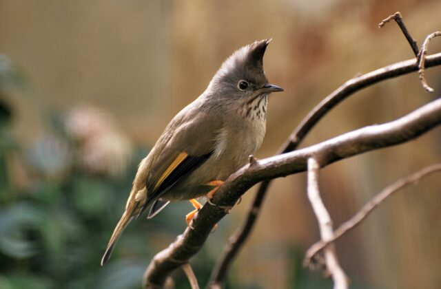 Stripe-throated Yuhina