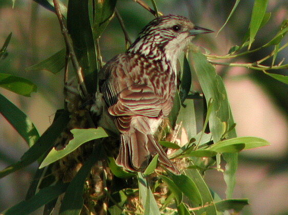 Striped Honeyeater