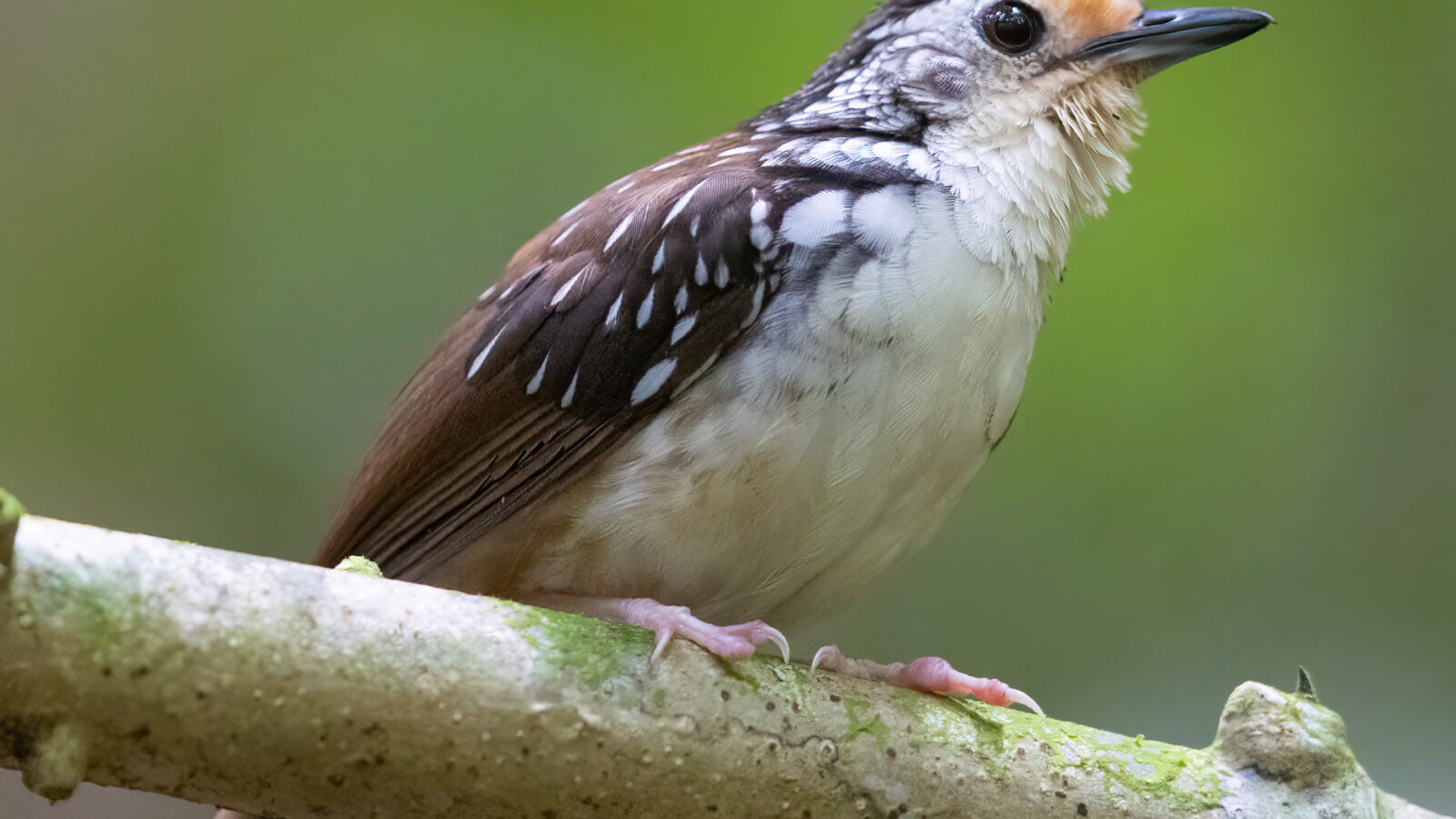 Striped Wren-Babbler