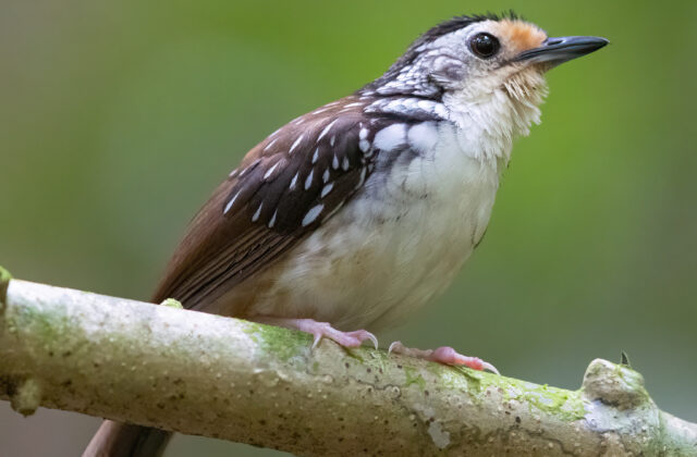 Striped Wren-Babbler