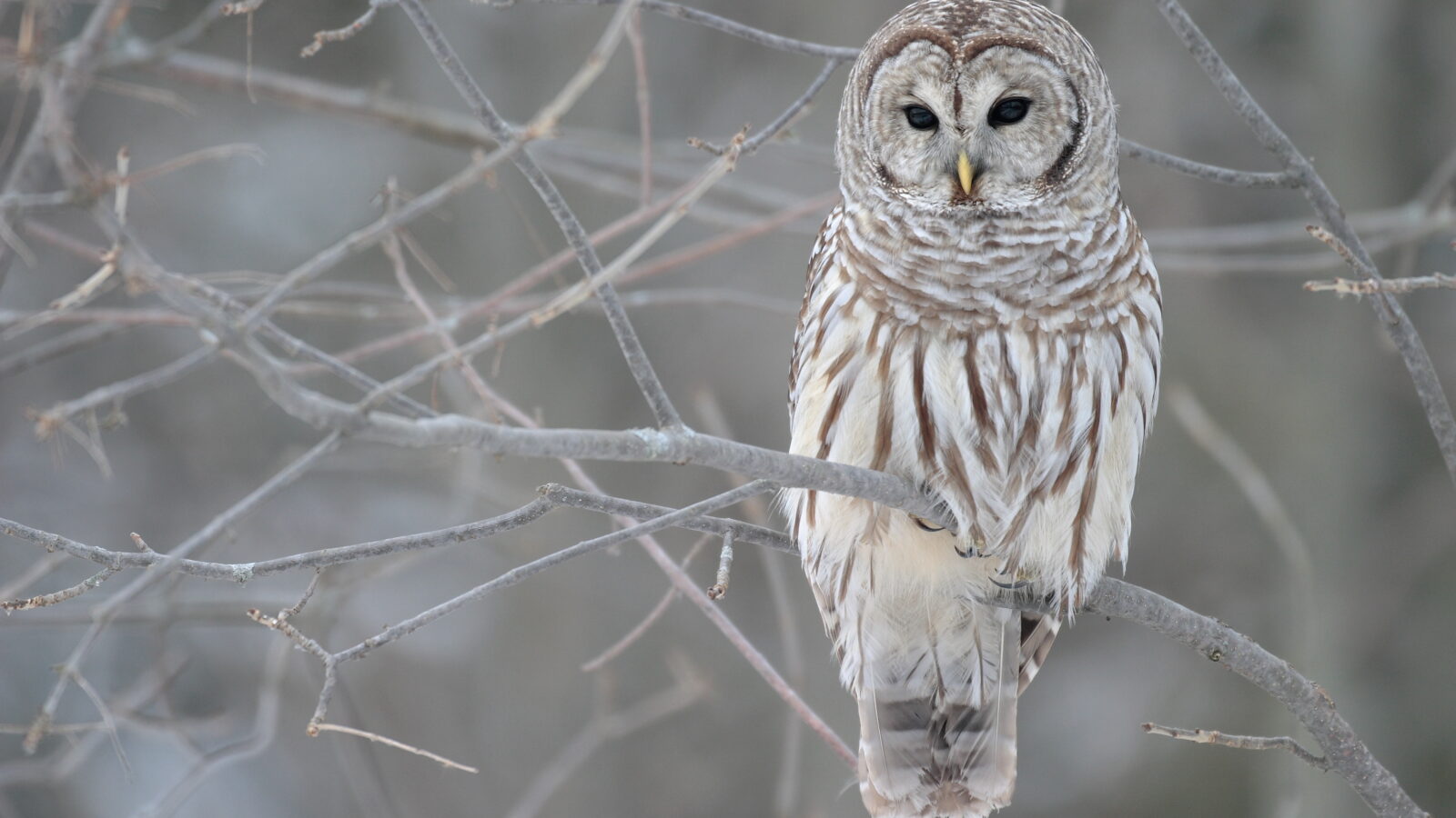 Barred Owl