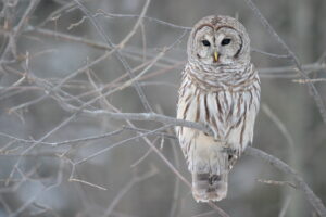 Barred Owl