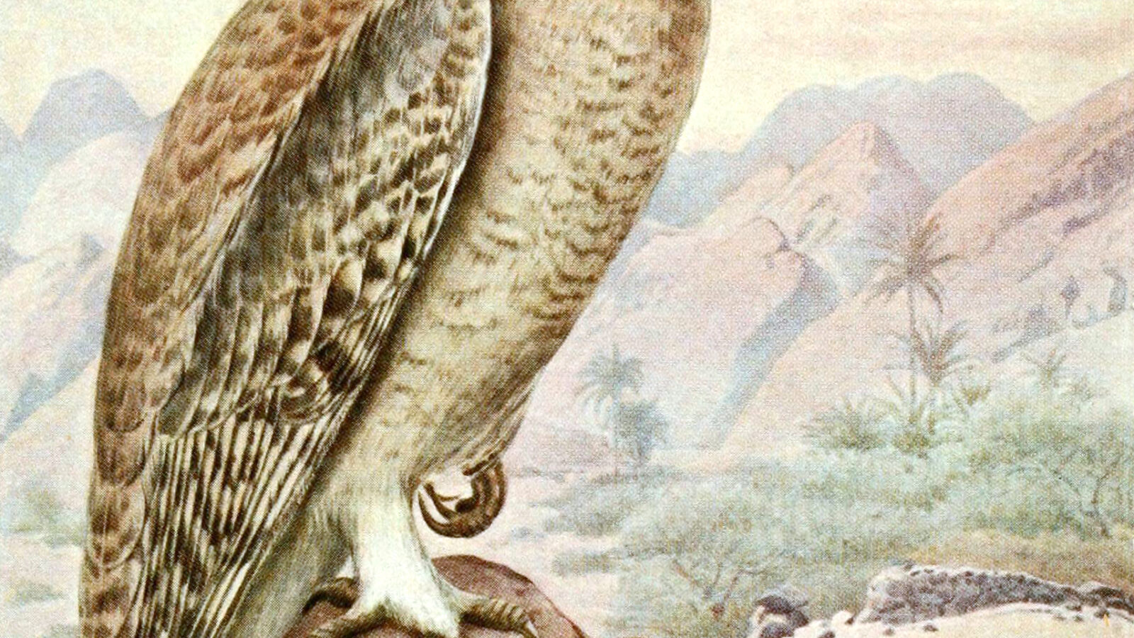 Omani Owl