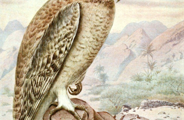 Omani Owl
