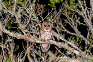 Rusty-barred Owl