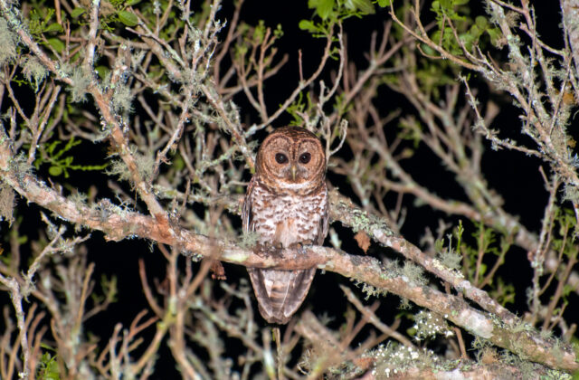 Rusty-barred Owl