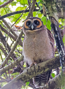 Brown Wood Owl