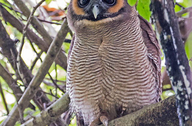 Brown Wood Owl
