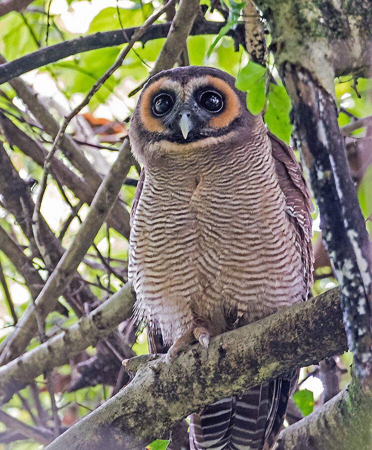 Brown Wood Owl
