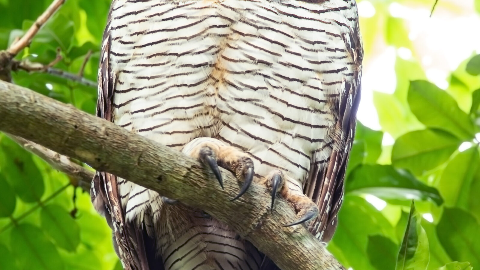 Spotted Wood Owl
