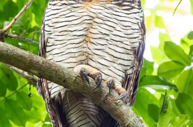 Spotted Wood Owl