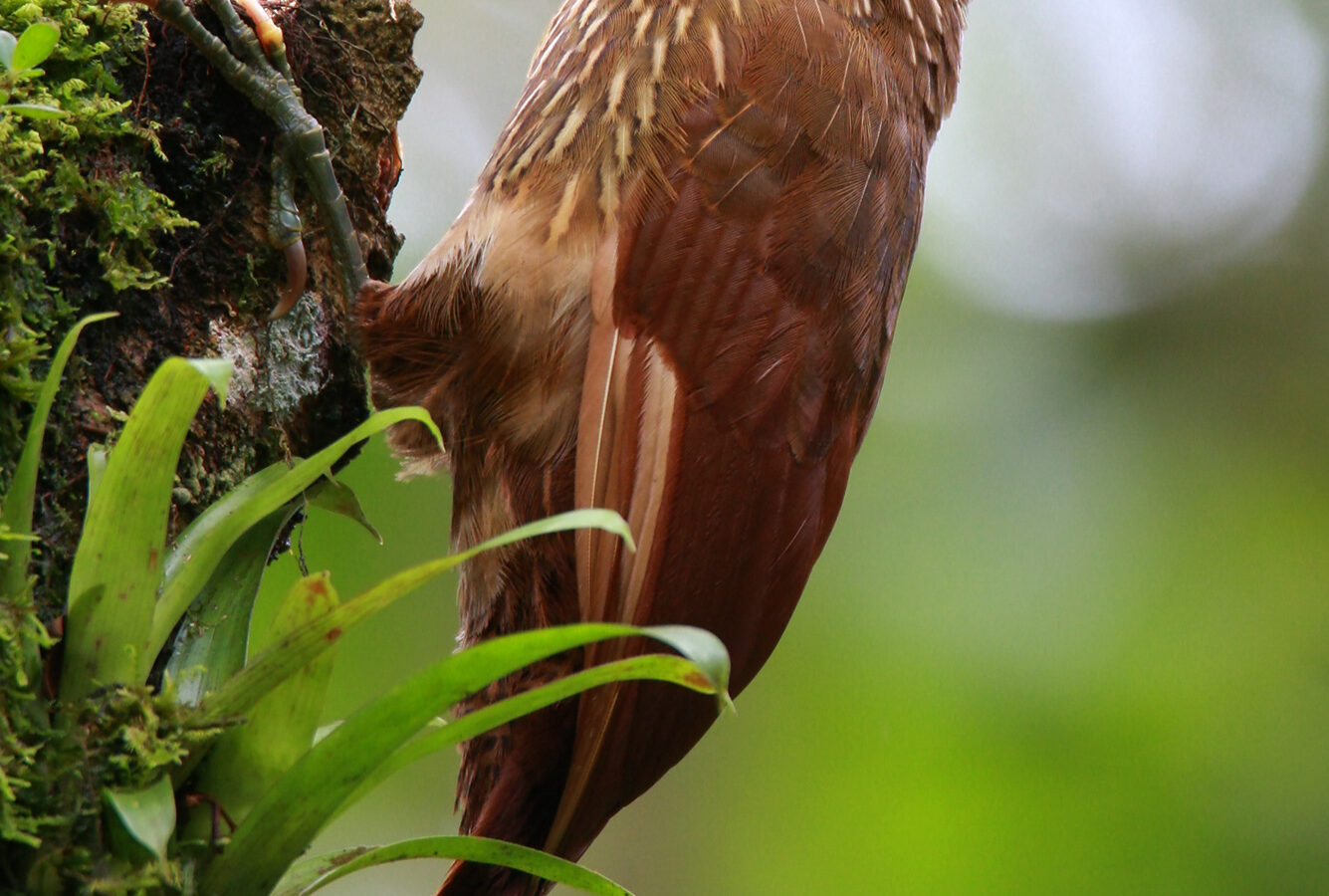 Strong-billed Woodcreeper