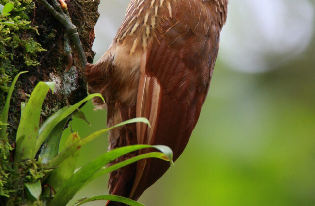 Strong-billed Woodcreeper
