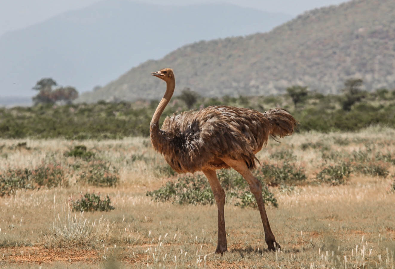 Somali Ostrich