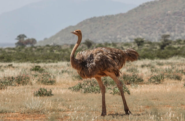Somali Ostrich
