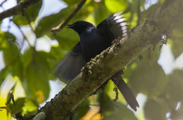 Stuhlmann’s Starling