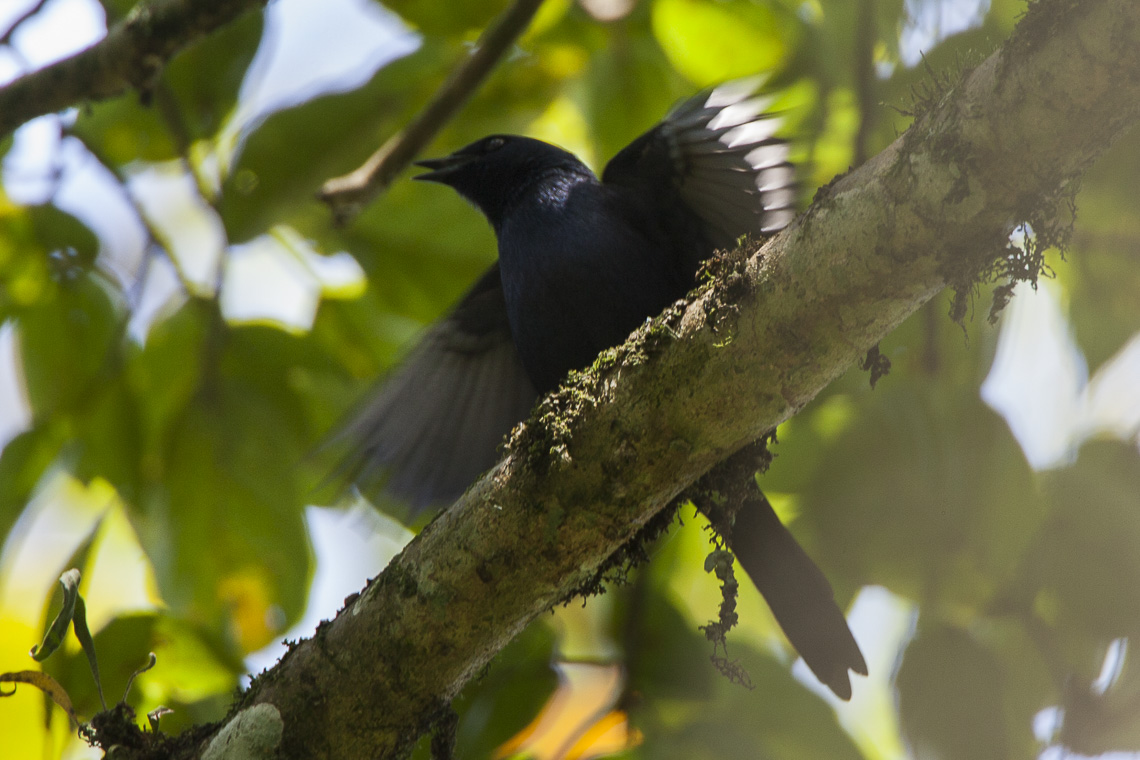 Stuhlmann’s Starling