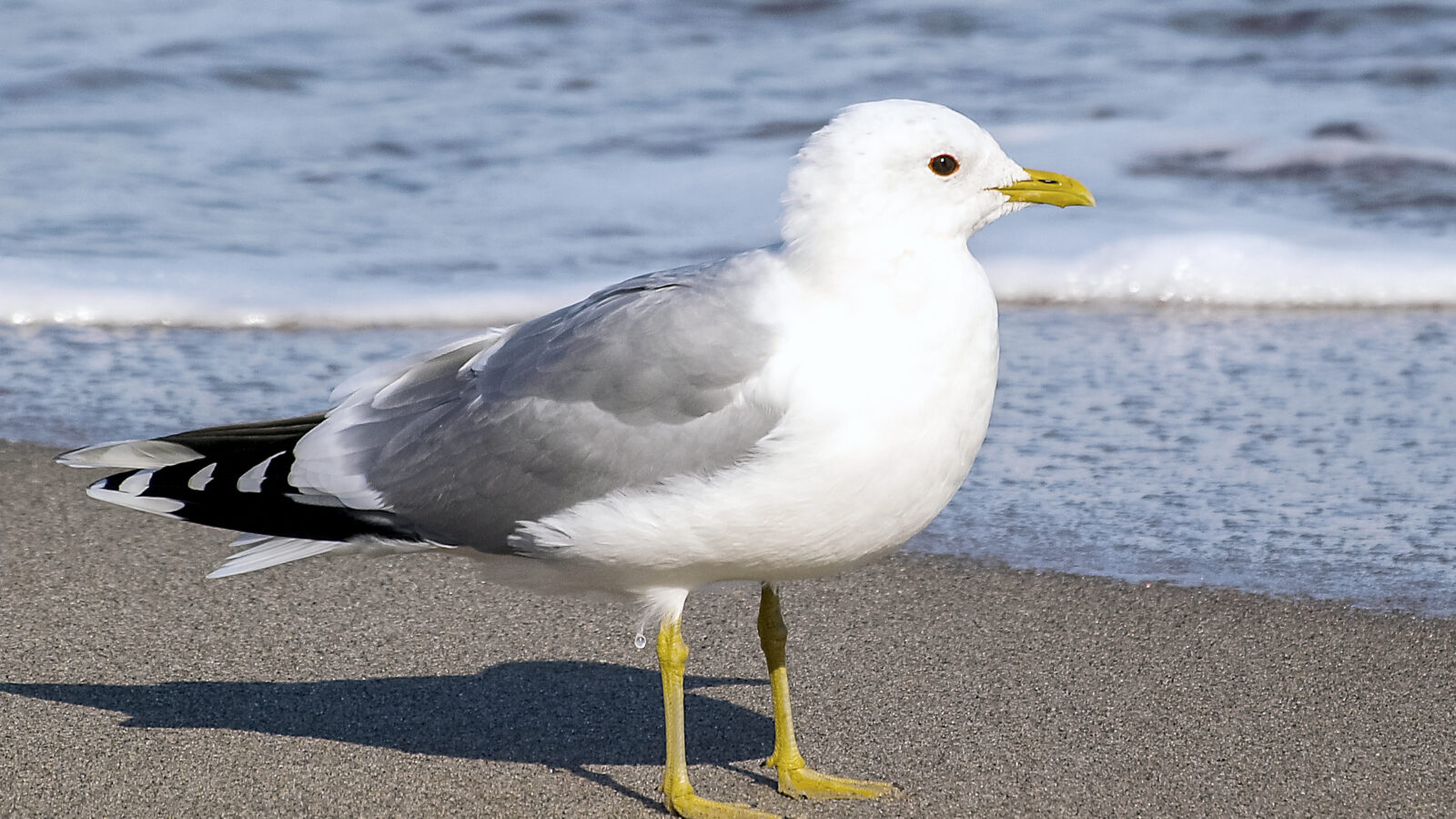 Common Gull