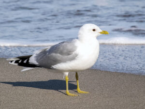 Common Gull
