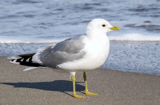 Common Gull