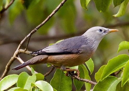Malabar Starling