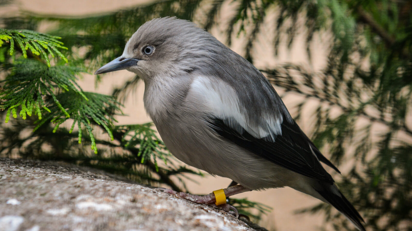 White-shouldered Starling