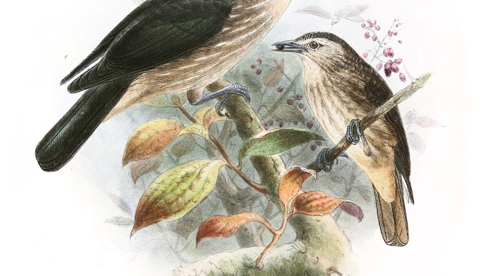 White-faced Starling