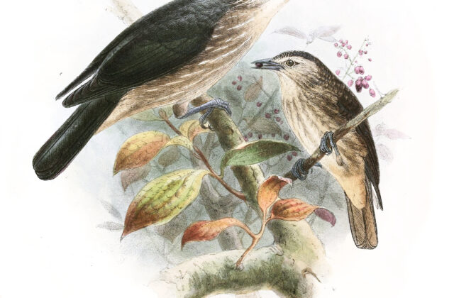 White-faced Starling