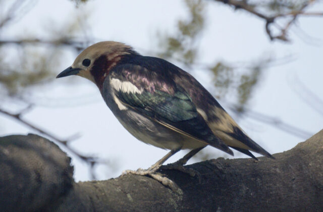 Chestnut-cheeked Starling