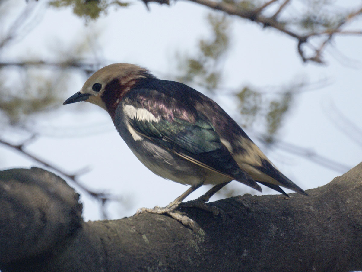 Chestnut-cheeked Starling