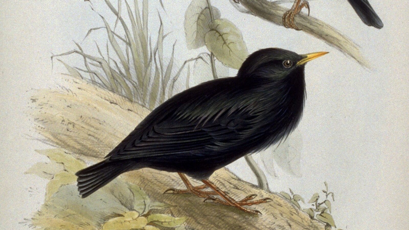 Spotless Starling